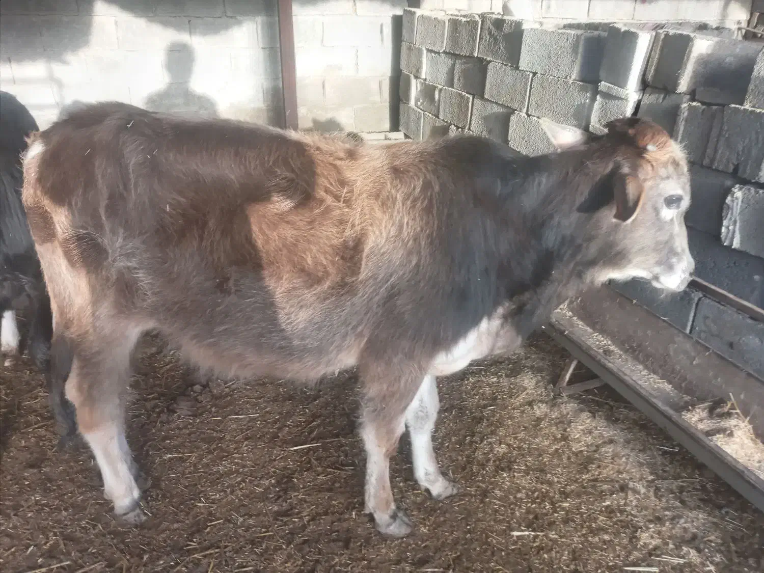 گوساله نر|حیوانات مزرعه|بهبهان, |دیوار