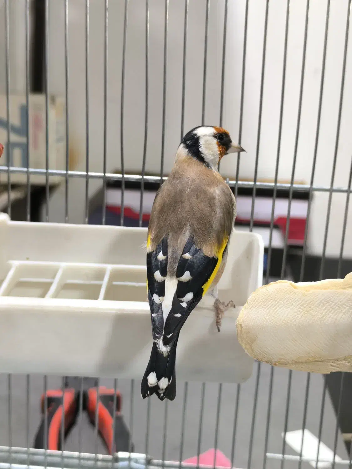 سهره سفید نر عالیی|پرنده|قدس, شهرقدس|دیوار