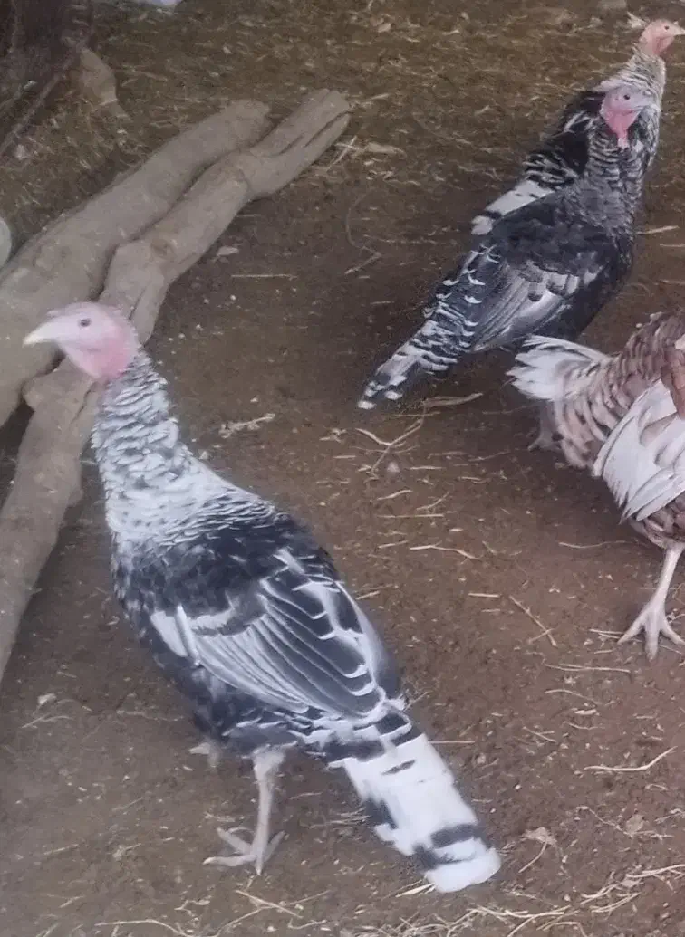 فروش بوقلمون نر و ماده|حیوانات مزرعه|بشاریات, |دیوار