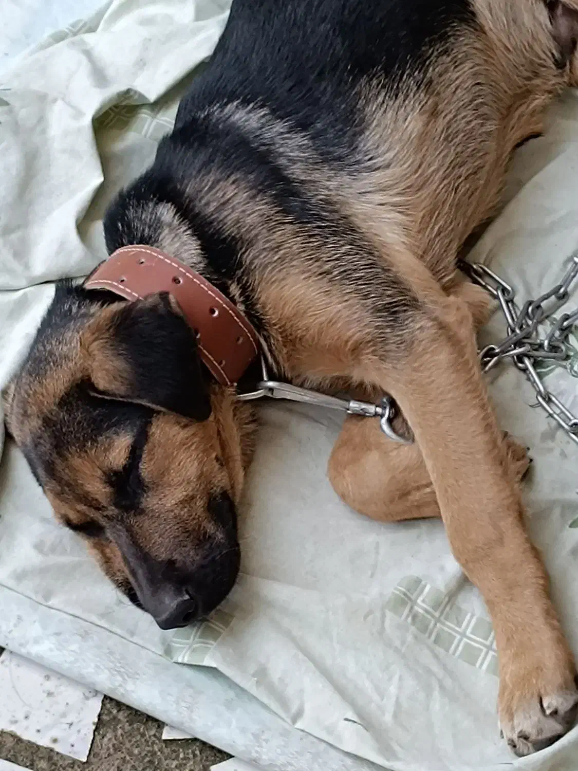 سگ نگهبان|سگ|لاهیجان, بازکیاگوراب|دیوار