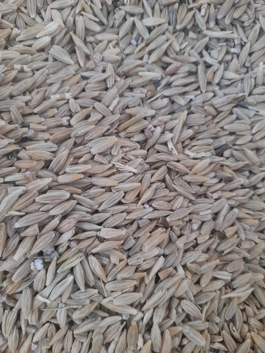 ۳۰۰ کیلو. جو  فروش|عمده‌فروشی|مرودشت, استادیوم‎|دیوار