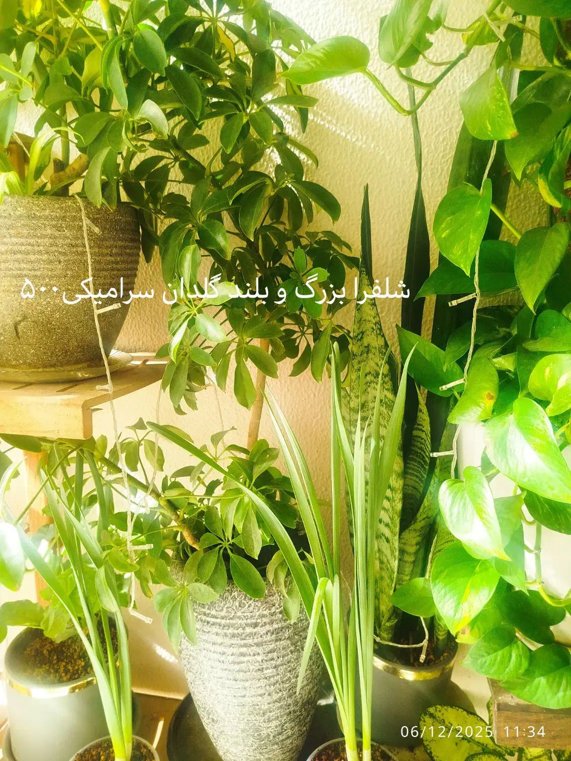 گل طبیعی|گل و گیاه طبیعی|شاهینشهر, حافظ جنوبی|دیوار