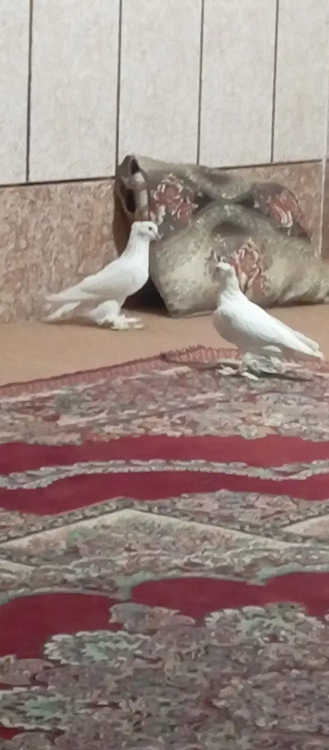 چند عدد کفتر|پرنده|میناب, |دیوار