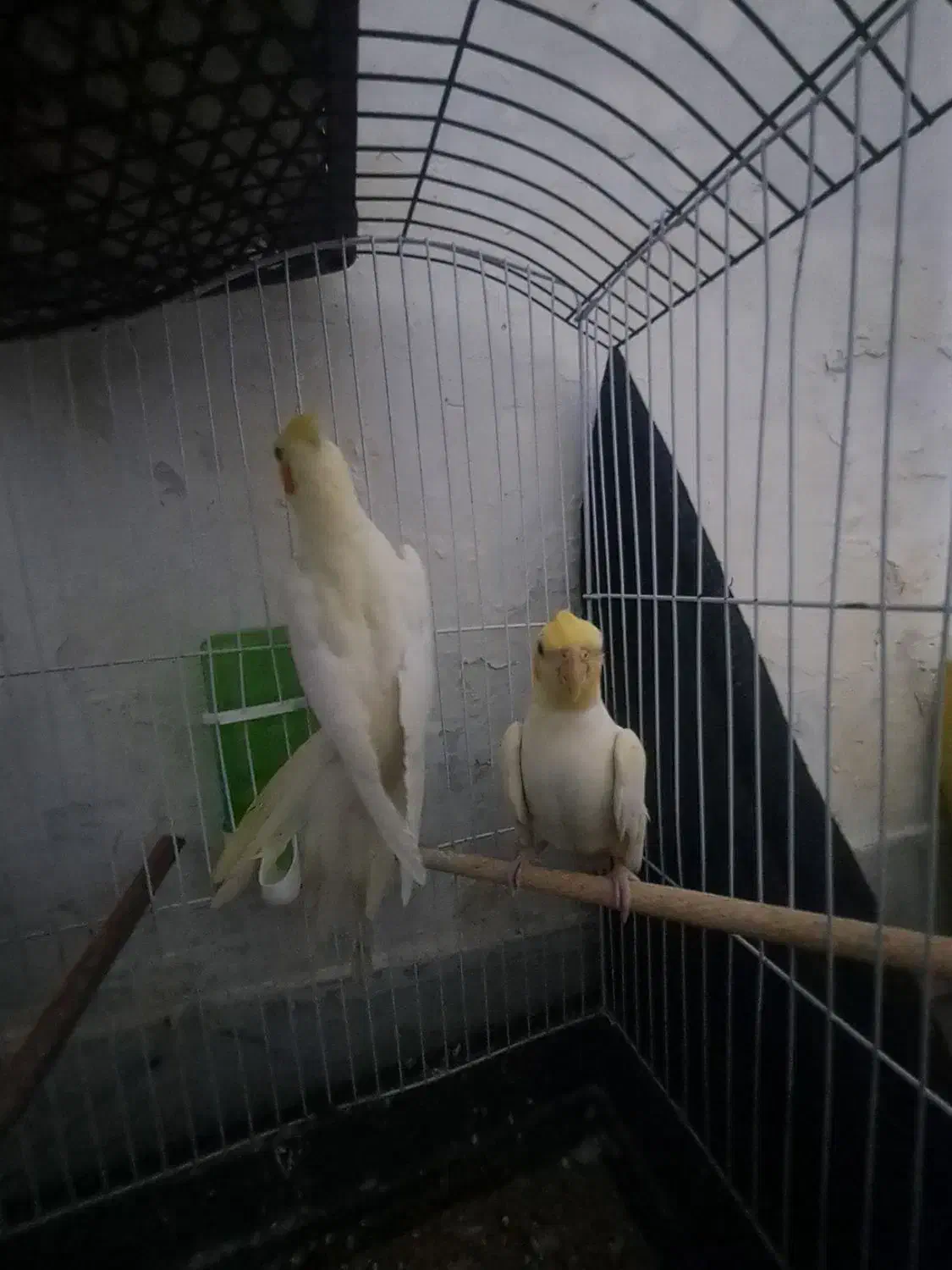 عروس هلندی مولد|پرنده|زاهدان, |دیوار