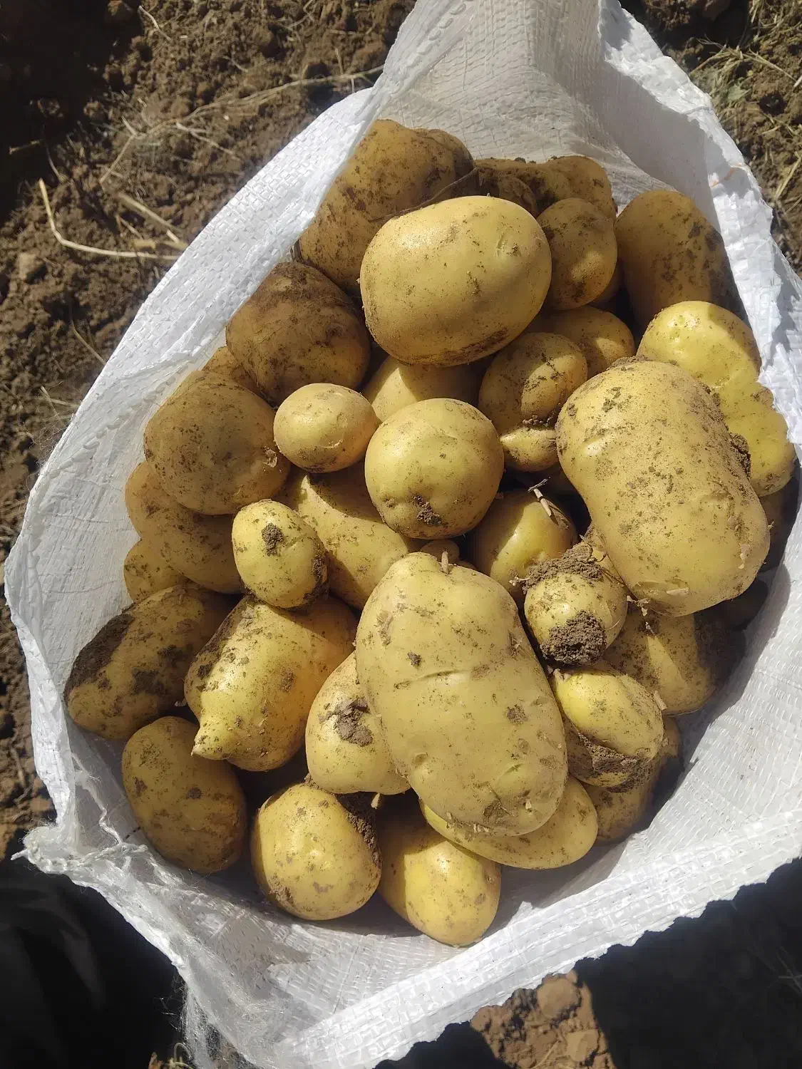 سیب زمینی اسپریت|خوردنی و آشامیدنی|زاغه, |دیوار