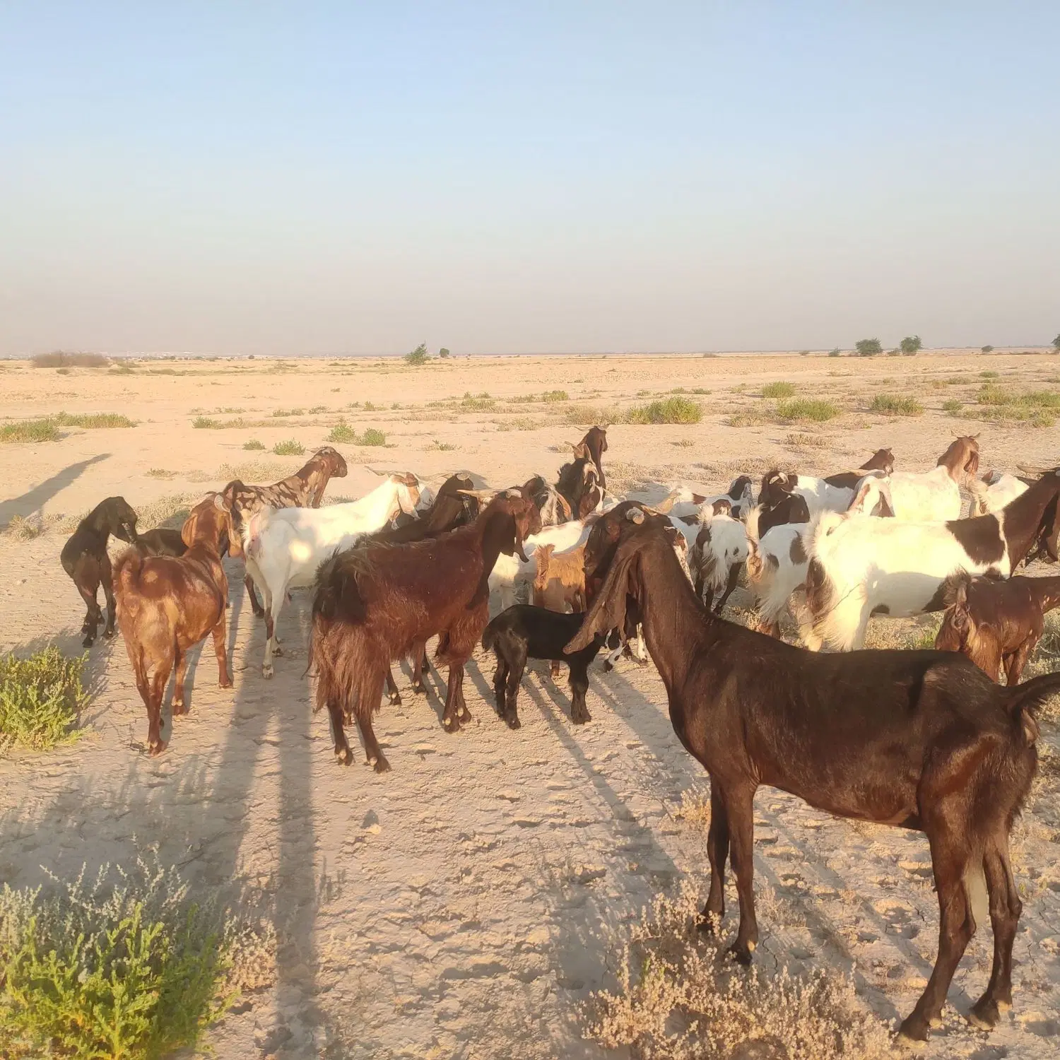 بز دورگ|حیوانات مزرعه|برازجان, |دیوار