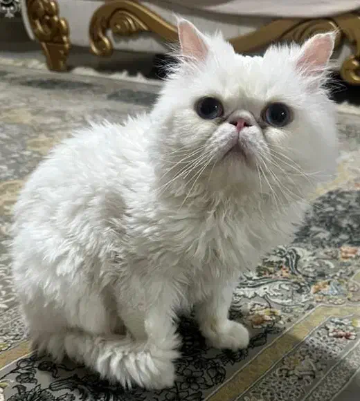 گربه پرشین سوپرفلت اصل|گربه|ارومیه, |دیوار