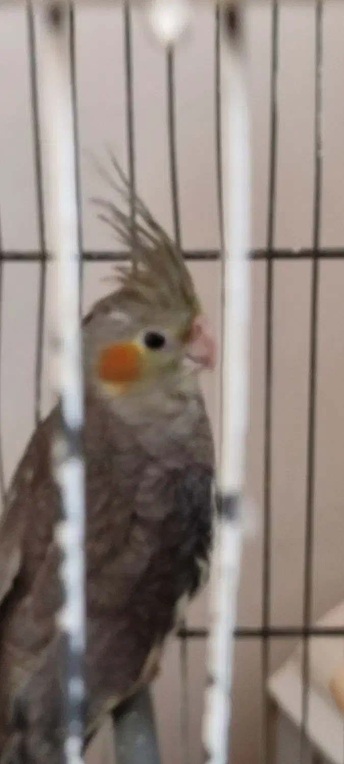 عروس هلندی|پرنده|قنوات, |دیوار