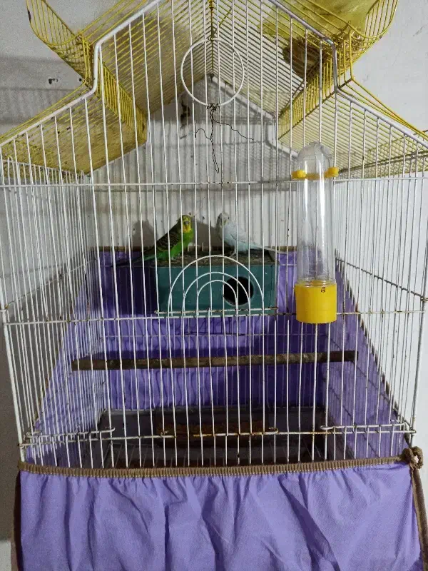 مرغ عشق جفت|پرنده|رشت, یخسازی|دیوار