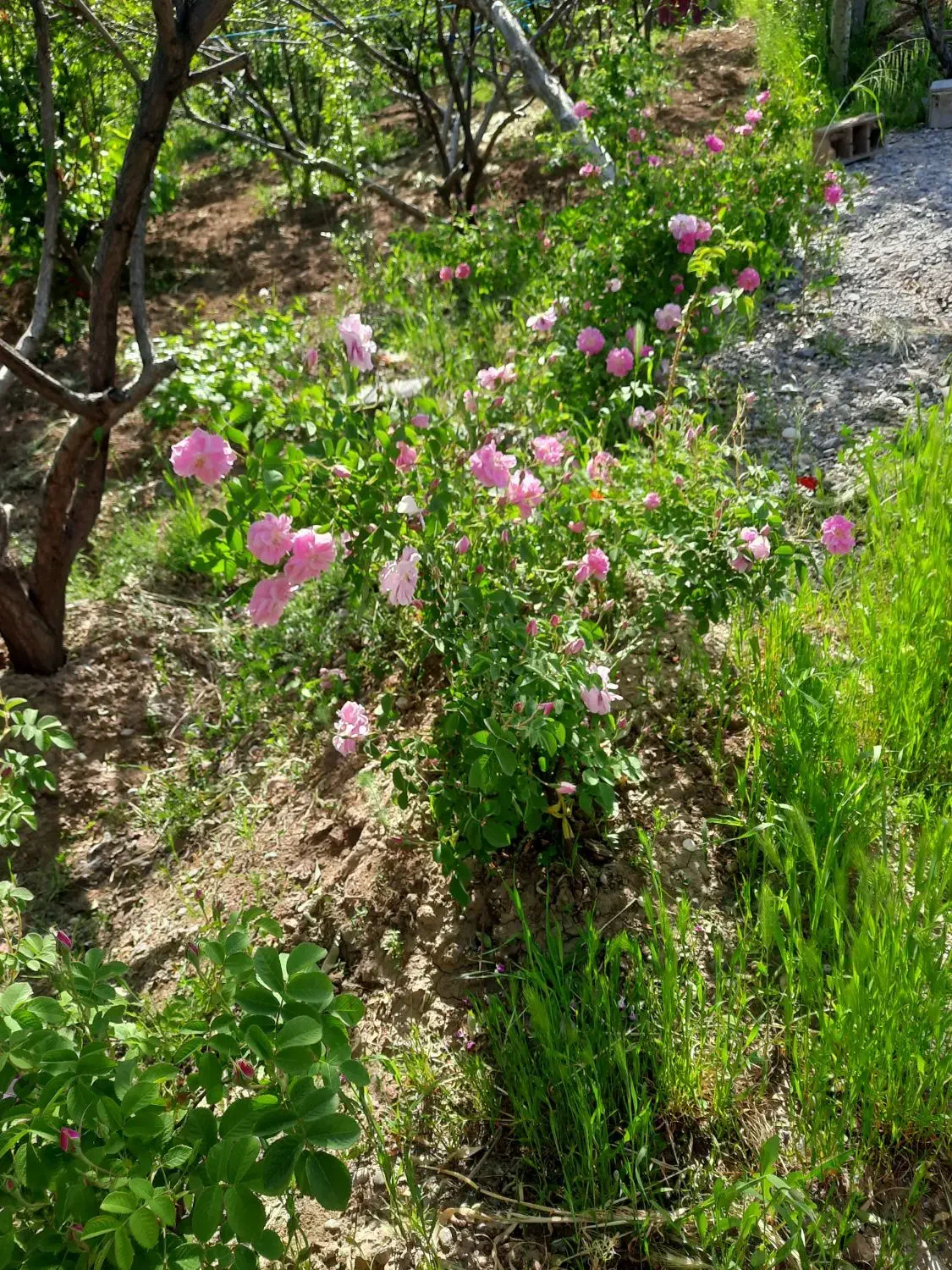 باغ ۸ساله بیستون منطقه چمچمال|فروش دفتر صنعتی، کشاورزی، تجاری|بیستون, |دیوار