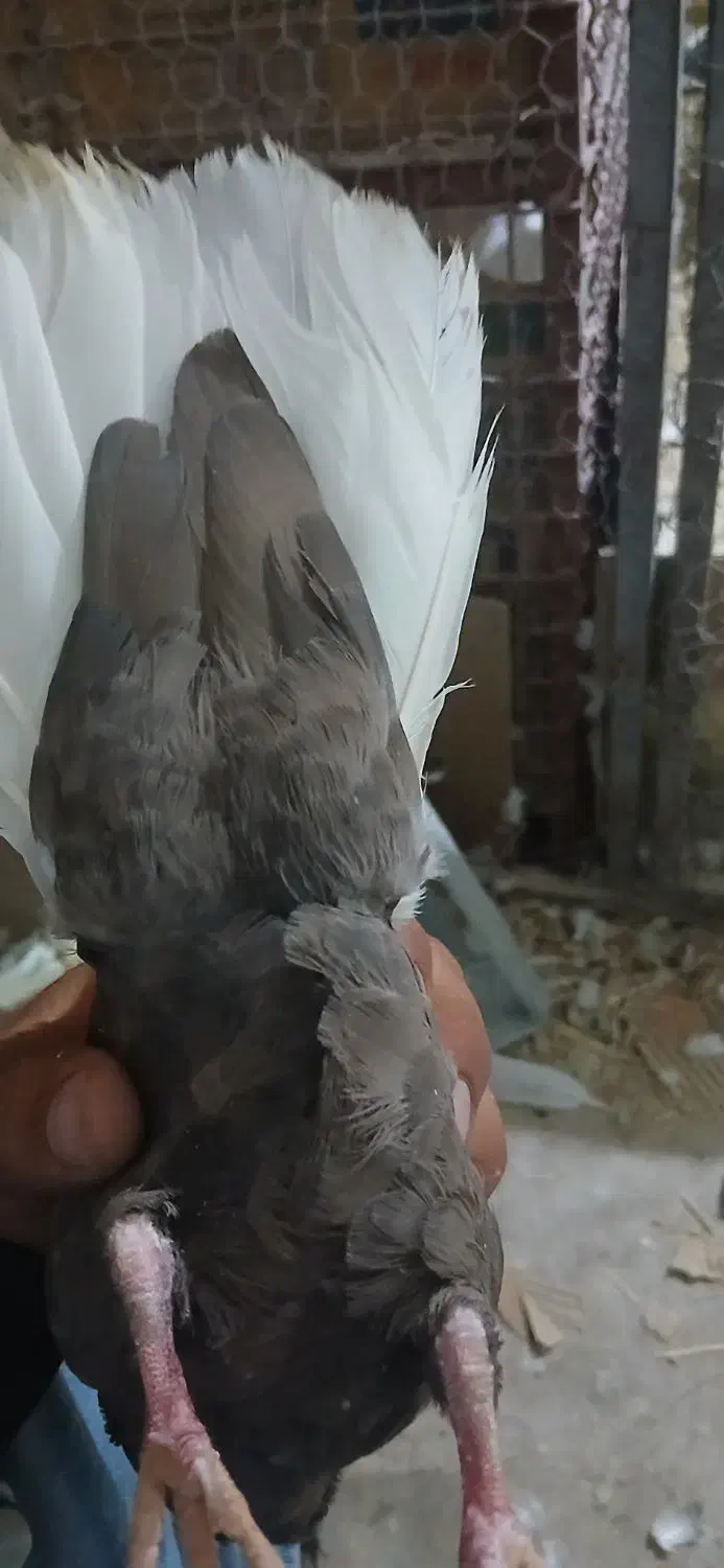 کفتر قهوه دم سفید شعمک تخت پاک دم|پرنده|شیراز, کفترک|دیوار