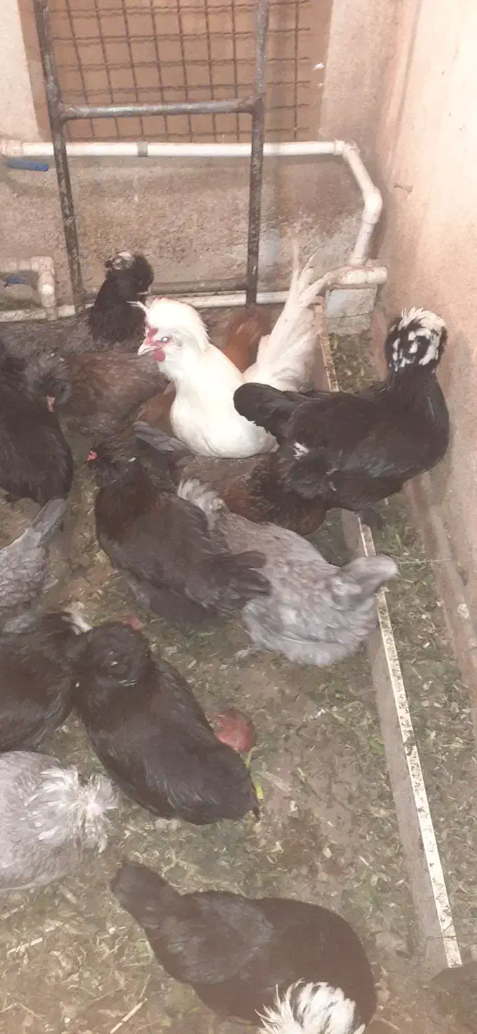 تخم مرغ سلطان اصل نطفه دار (خروس مرغ گیر جوان)|حیوانات مزرعه|کهک, |دیوار