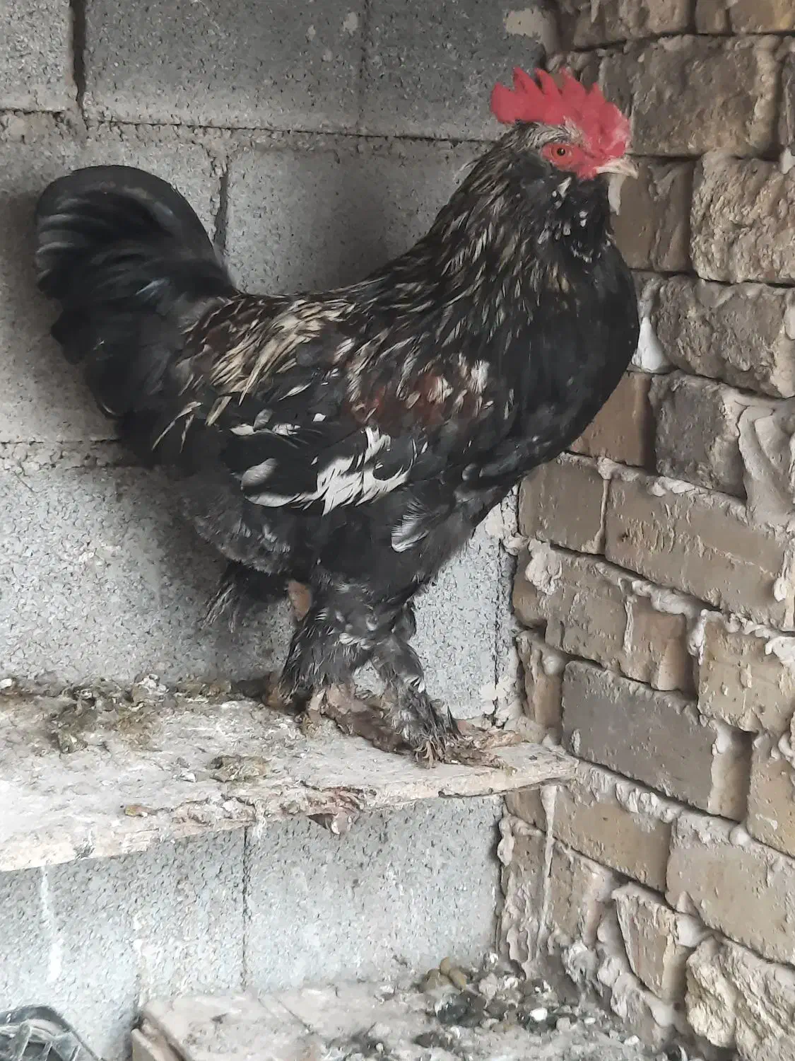 خروس زینتی|حیوانات مزرعه|سرپل ذهاب, |دیوار