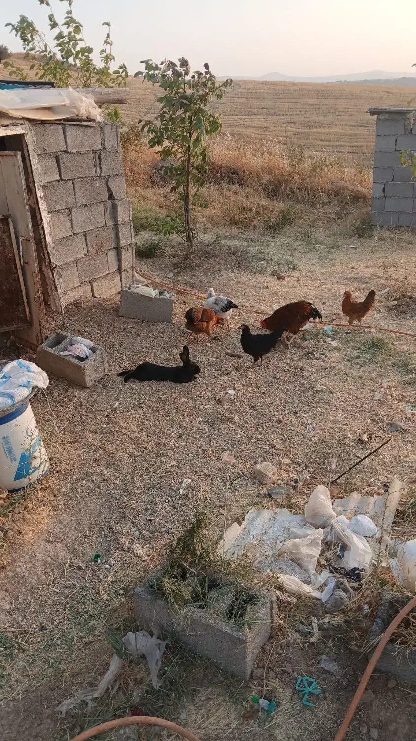 فروش خروس اصیل کردی|حیوانات مزرعه|جوانرود, |دیوار