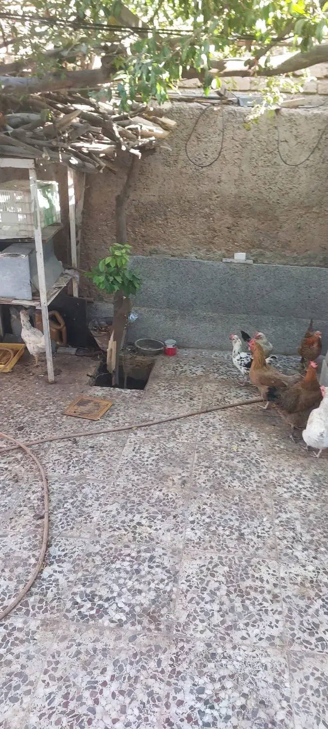 مر غ محلی|حیوانات مزرعه|شیراز, پودنک|دیوار