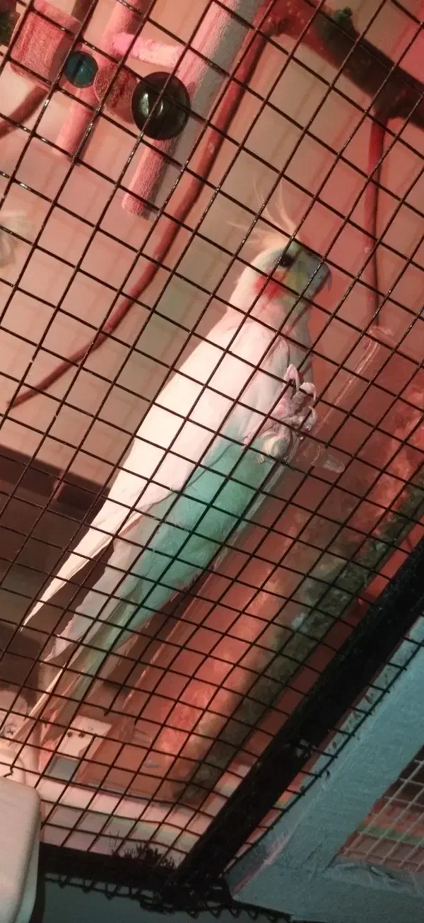 جفت عروس هلندی کارداده ، با کوتوله برزیلی|پرنده|مشهد, انصار|دیوار