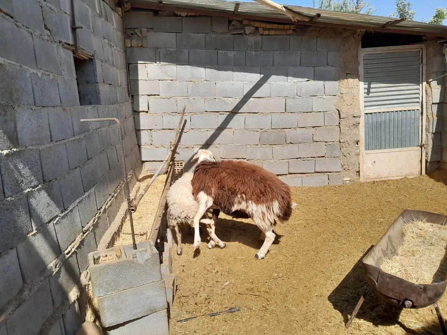 شیشک پلنگی|حیوانات مزرعه|پادنا علیا, |دیوار