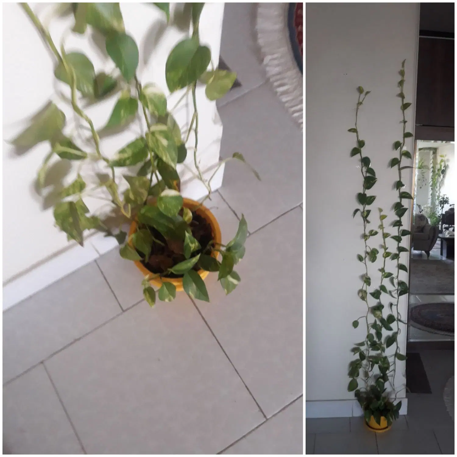 گل طبیعی|گل و گیاه طبیعی|کرج, برغان|دیوار