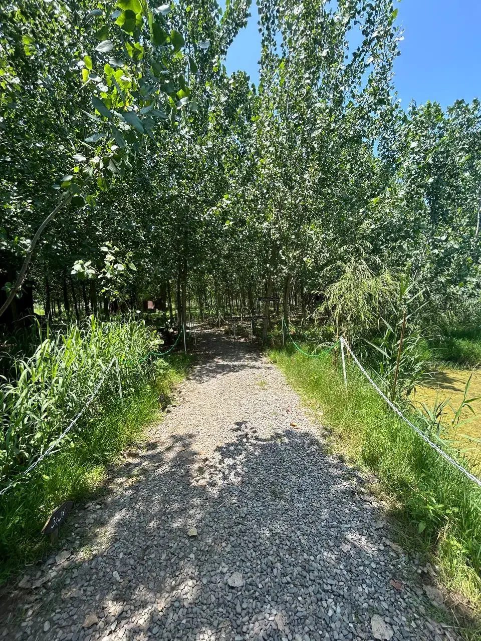 ویلا امن و شیک|فروش خانه و ویلا|رفسنجان, |دیوار