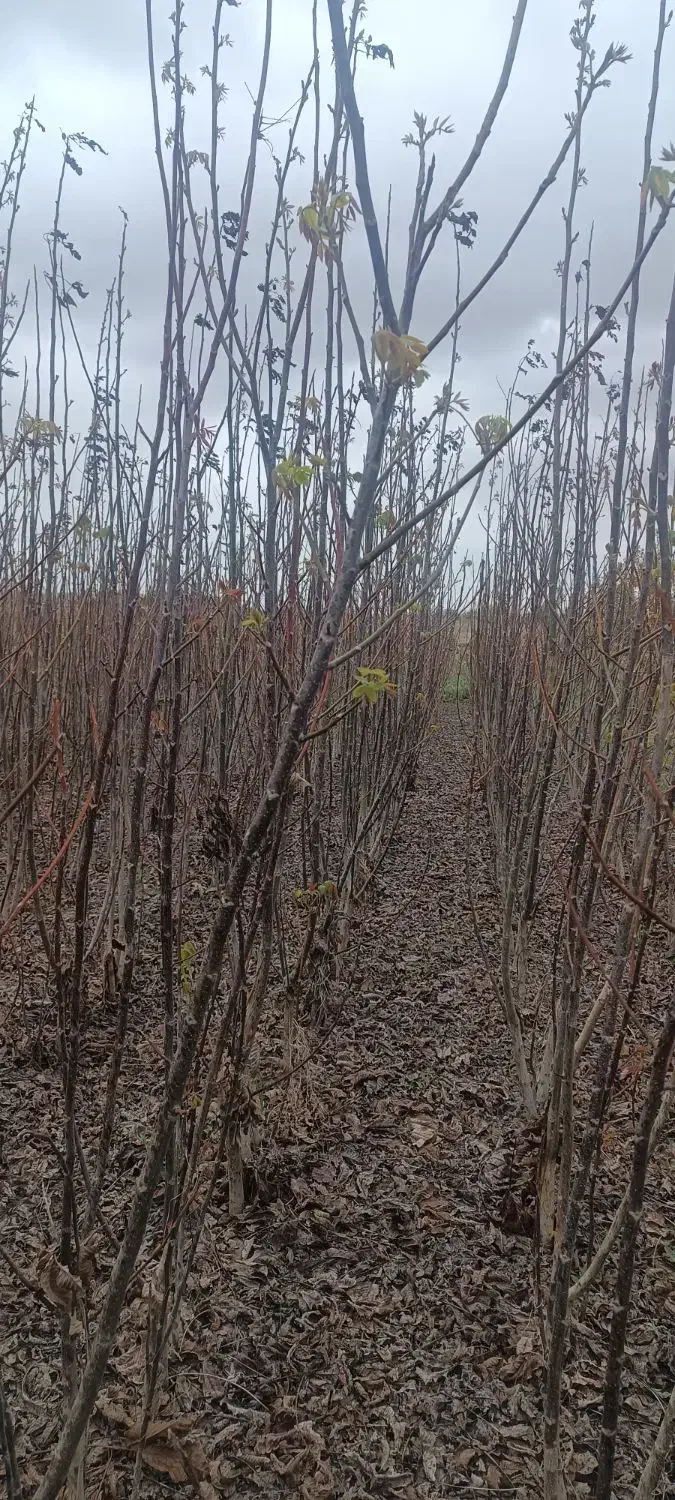 نهال های گردو (تخم مرغی ـچندلر) و نهال گیلاس|خدمات باغبانی و درختکاری|میاندوآب, |دیوار