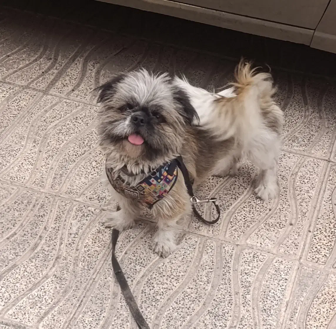 سگ شیتزو گمش ده|حیوانات|کرمان, |دیوار