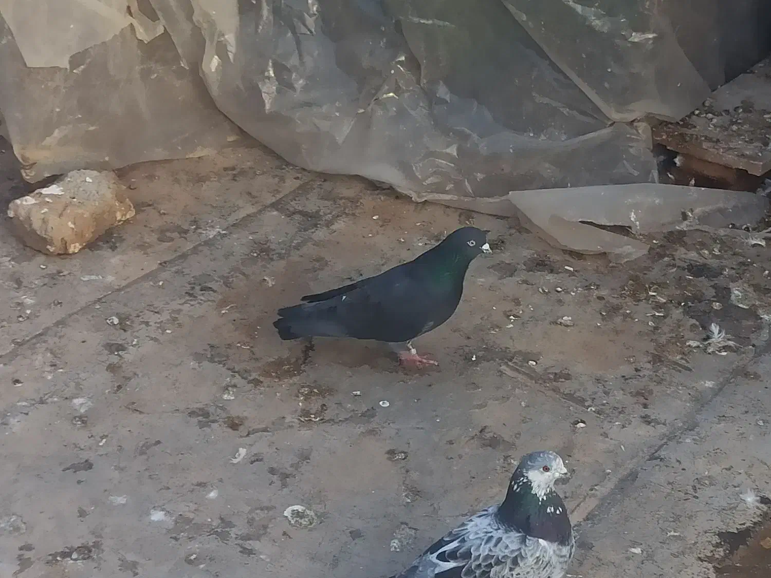 کبوتر تهرانی|حیوانات|سرپل ذهاب, |دیوار