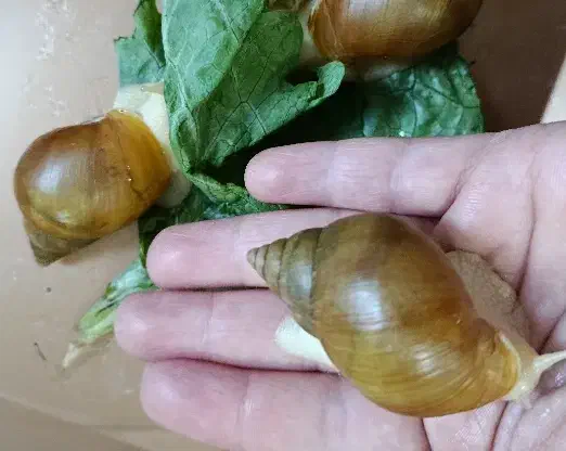 حلزون|خزنده|بومهن, |دیوار