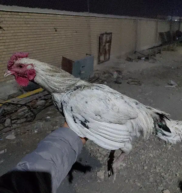 خروس نژاد گلین جوجه های امسال|حیوانات مزرعه|رباطکریم, شهرک صنعتی سبلان|دیوار