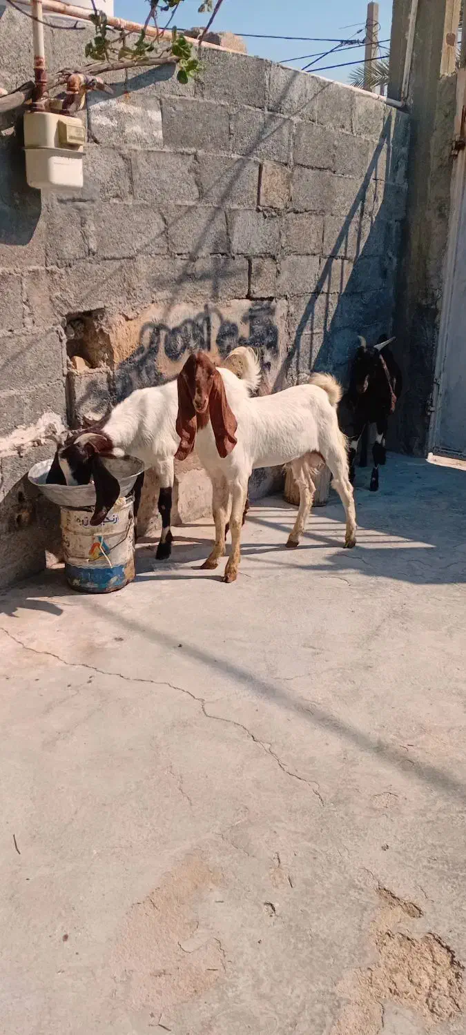 حیوانات به فروش میرسددونه ای ۱۵میلیون|حیوانات مزرعه|گله دار, |دیوار