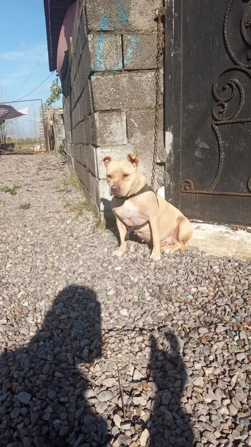 واگذاری یک عدد امیرکن بولی ماده،یکسالونیمه|سگ|تهران, یافت‌آباد|دیوار