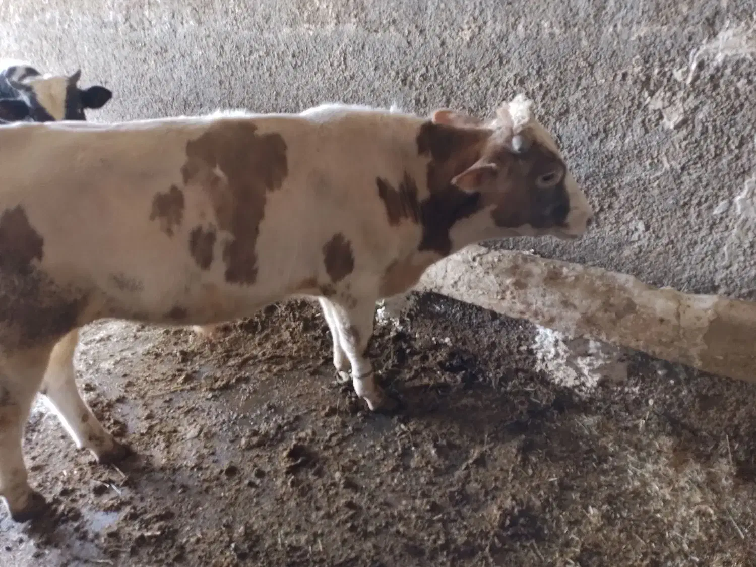 گوساله نر|حیوانات مزرعه|صحنه, |دیوار