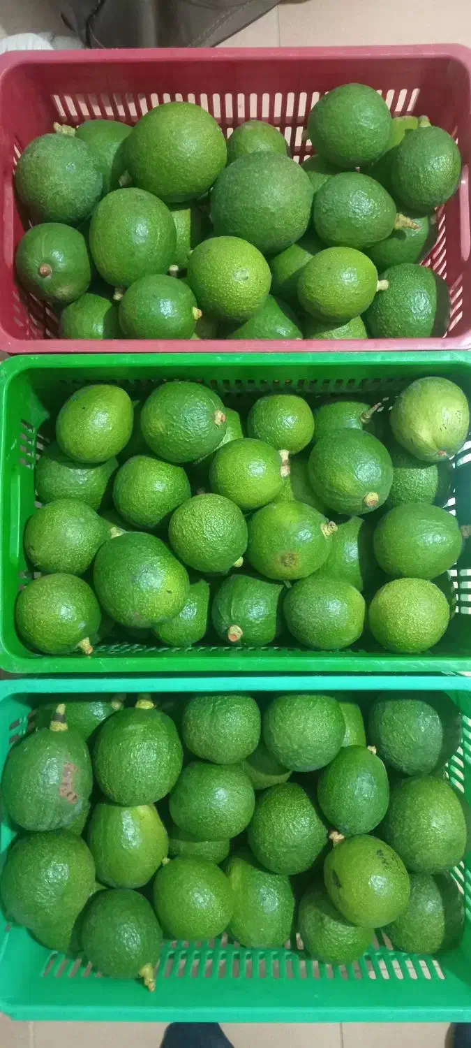 میوه آووکادو|خوردنی و آشامیدنی|تنکابن, |دیوار