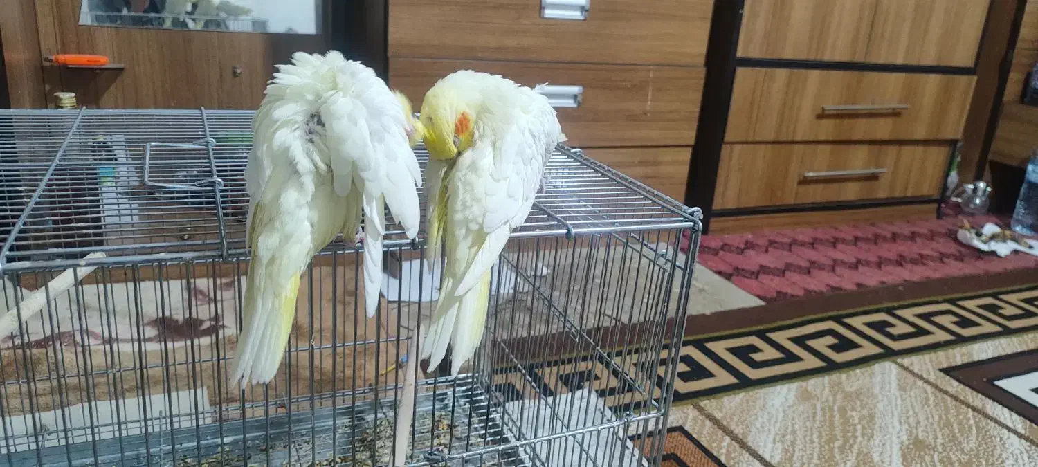 عروس هلندی|پرنده|سپیدان, |دیوار