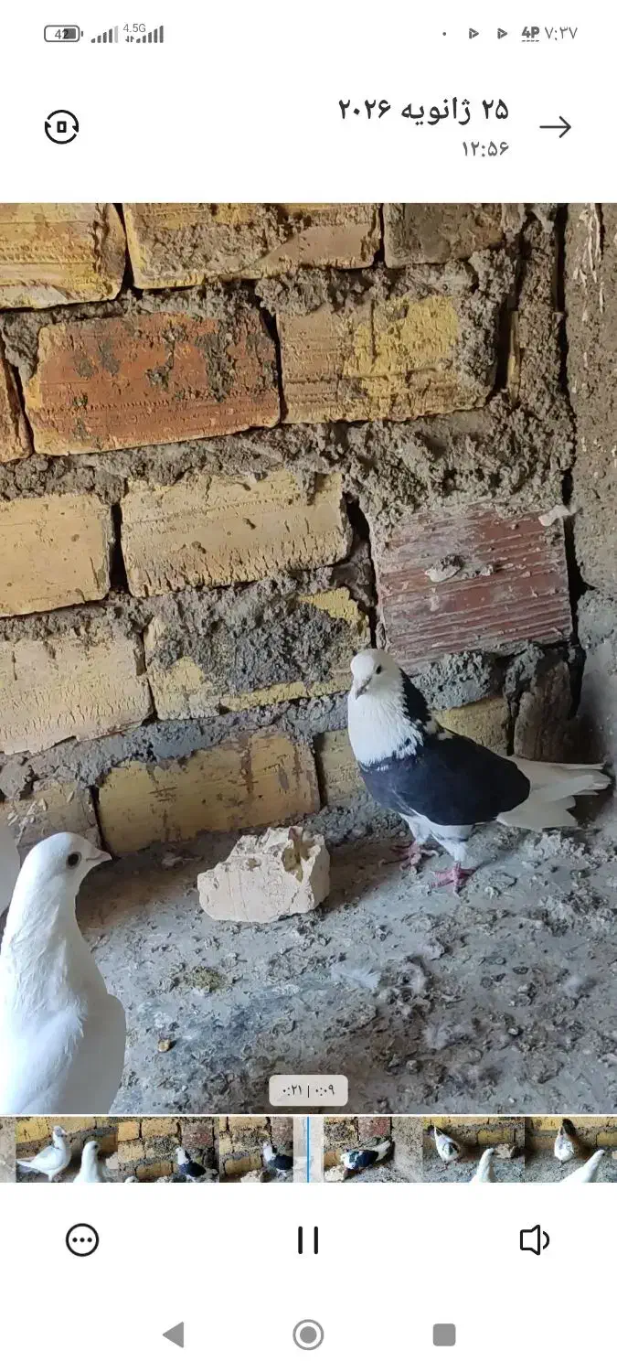 کفتر گمشده|حیوانات|اسفراین, |دیوار