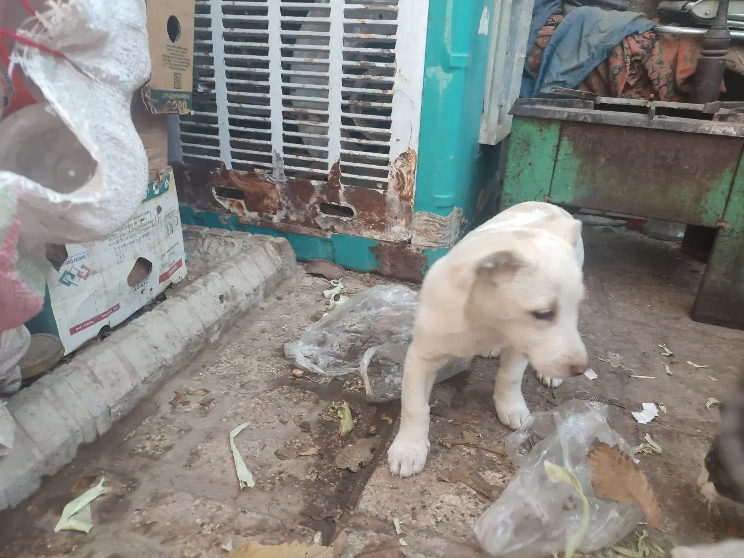 سگ پاکوتا|سگ|نیشابور, گنبد سبز|دیوار