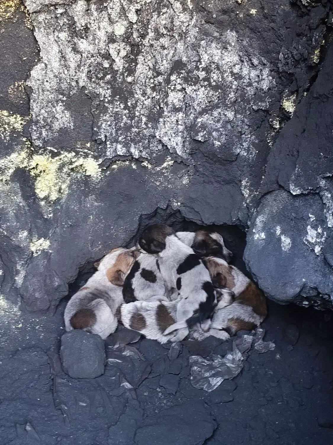 سگ رایگان|سگ|زرند, |دیوار