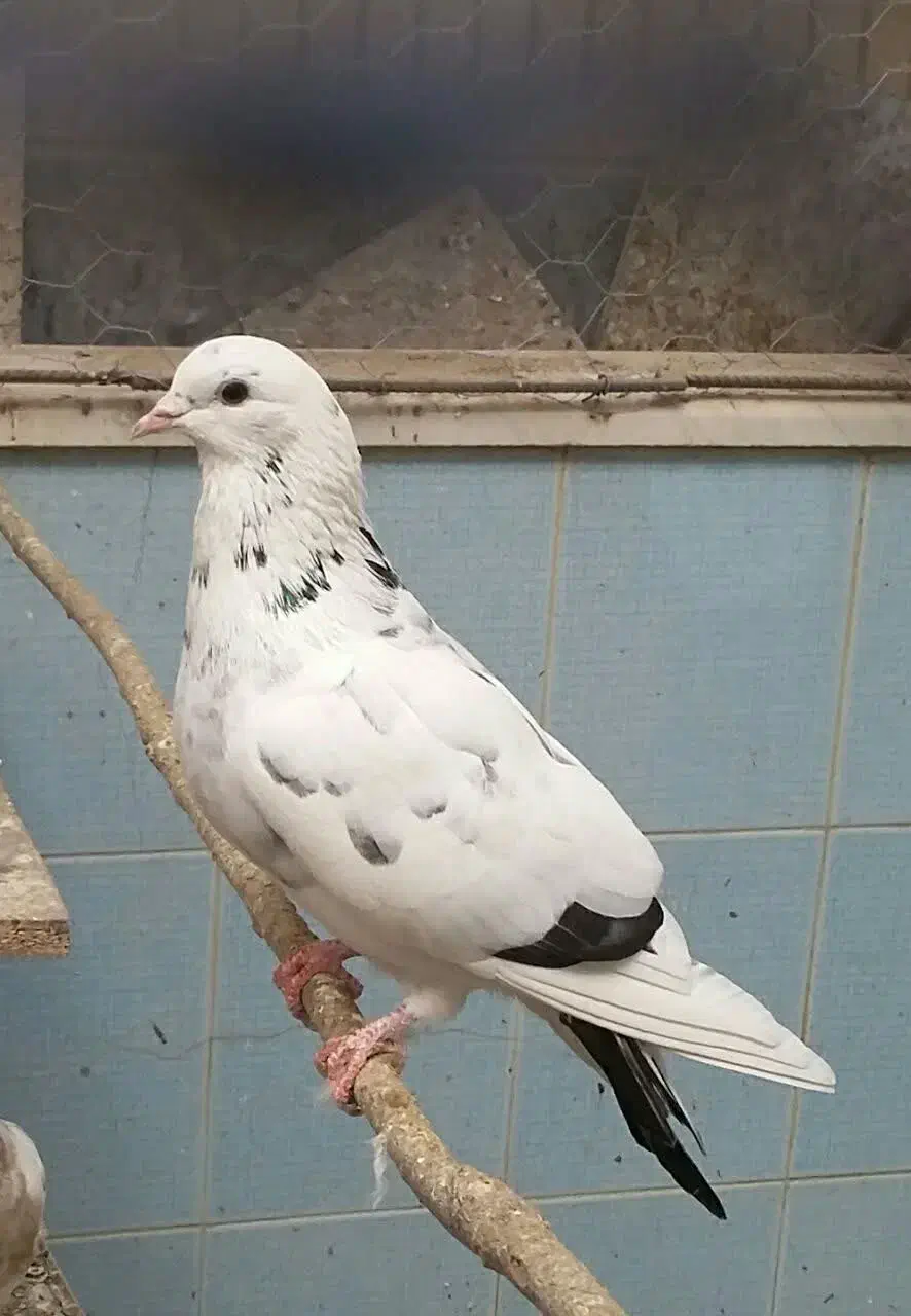 کبوتر پرشی|پرنده|قم, باجک سه|دیوار