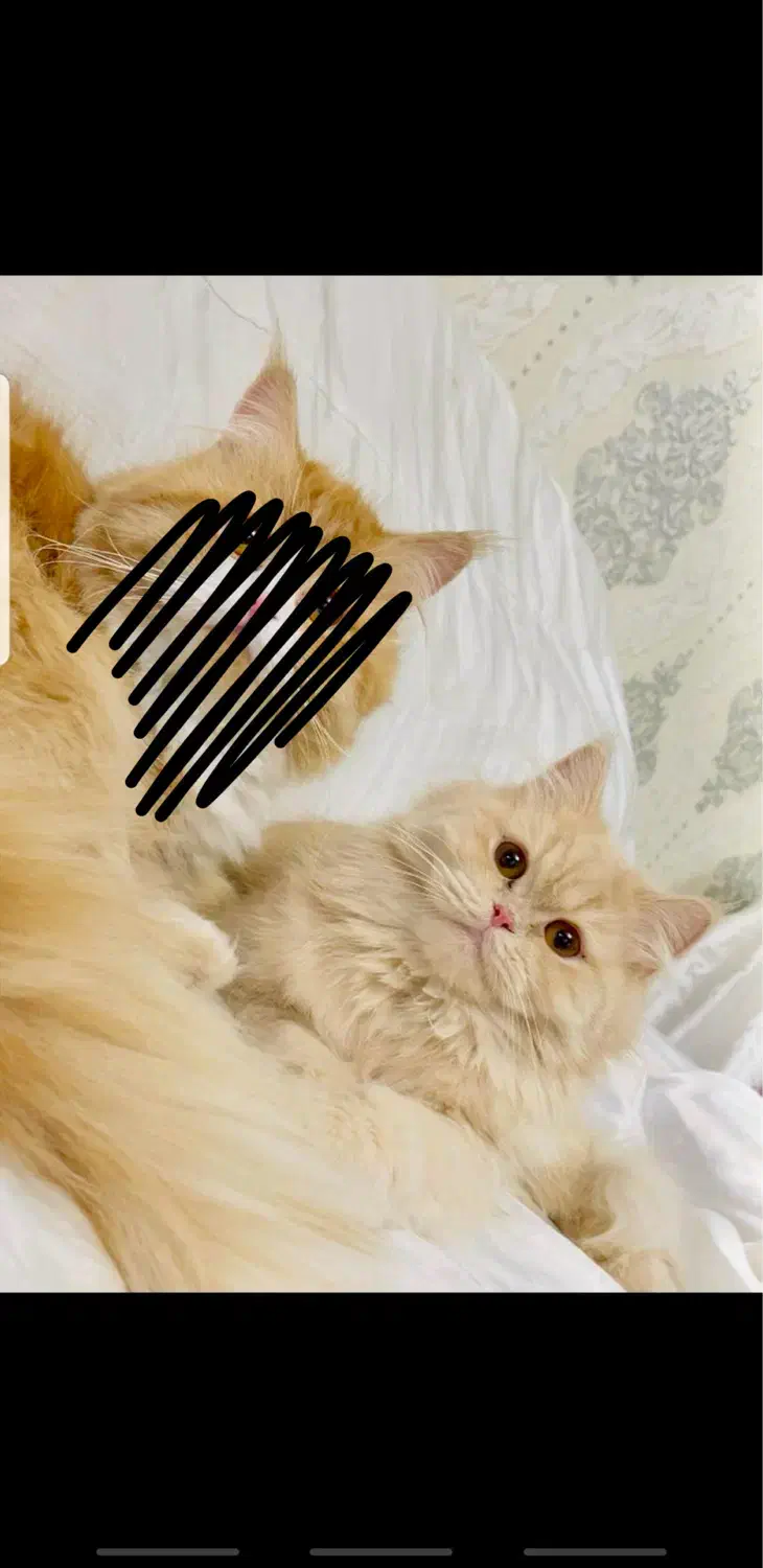 گربه پرشین|گربه|زاهدان, |دیوار