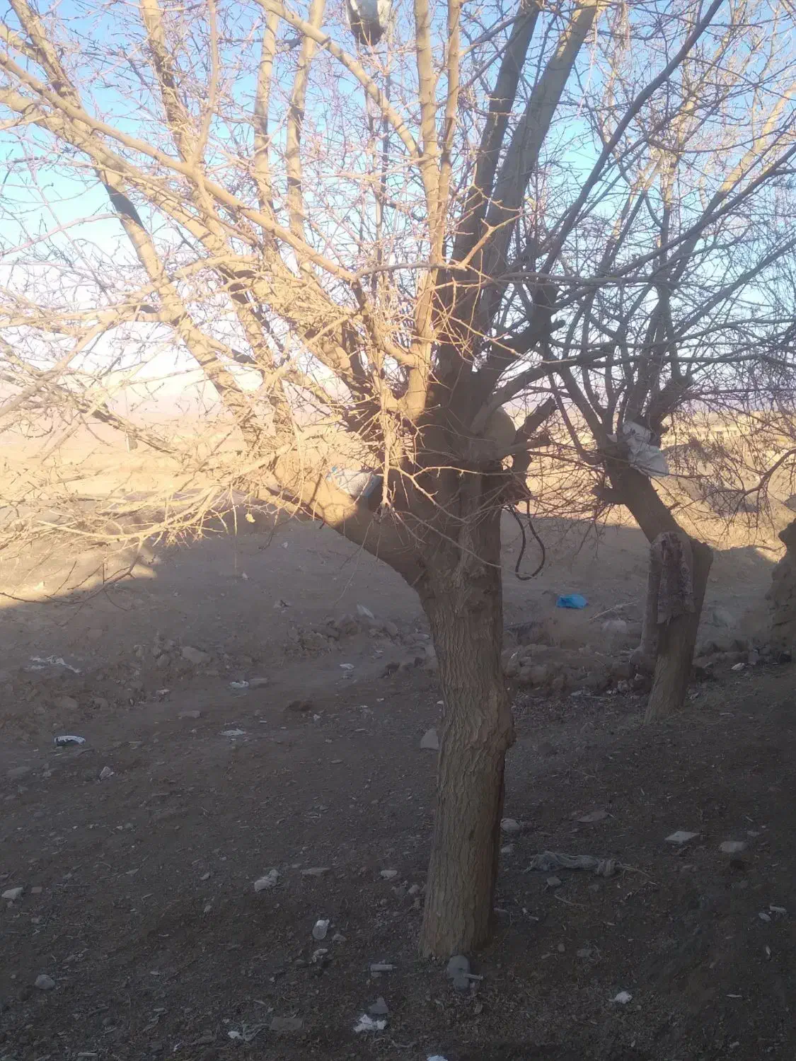 خرید انواع چوب چنارکاج توت..قطع درخت هرس و برش|خدمات باغبانی و درختکاری|مشهد, آیت الله کاشانی|دیوار