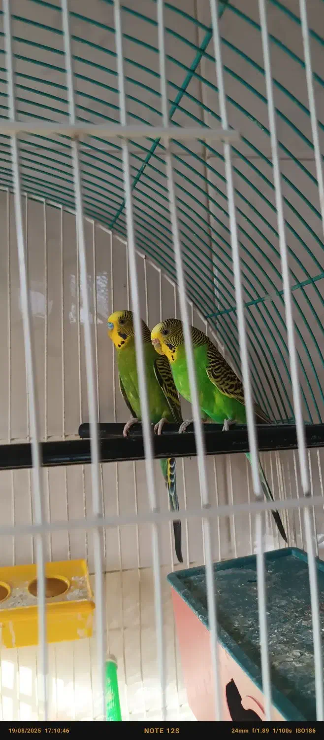 یک جفت مرغ عشق مولد روی تخم|پرنده|اهر, |دیوار