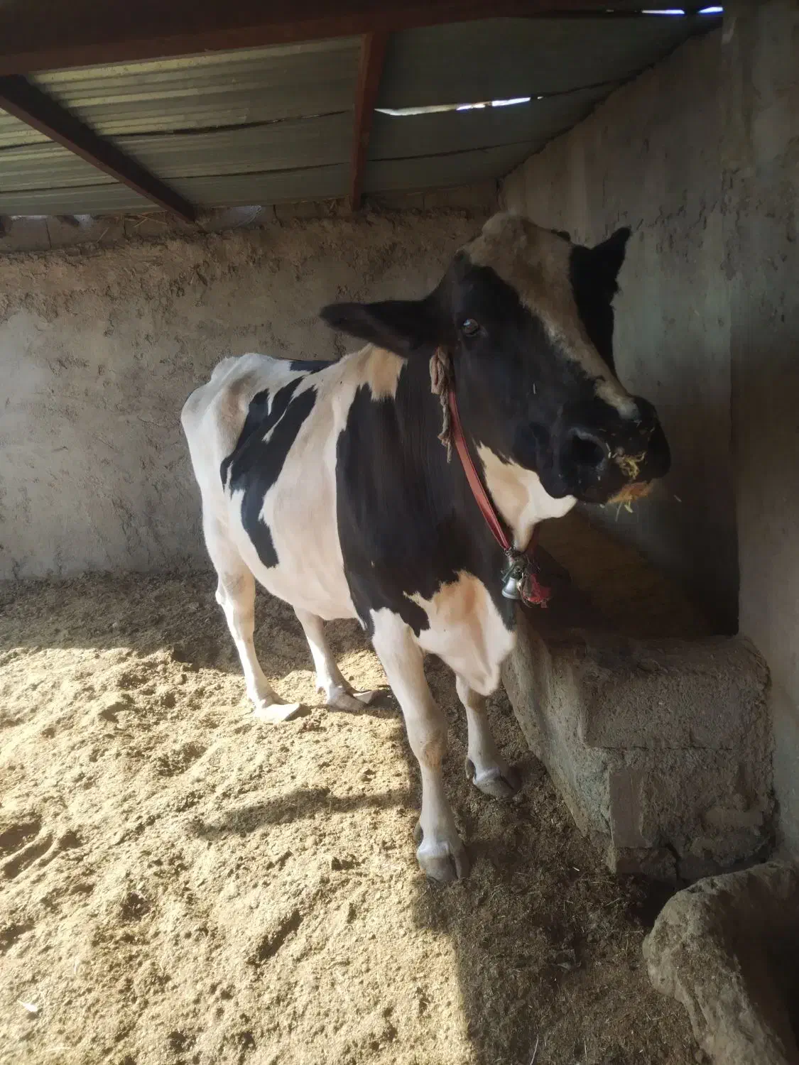 گاو شیری|حیوانات مزرعه|صابری, |دیوار