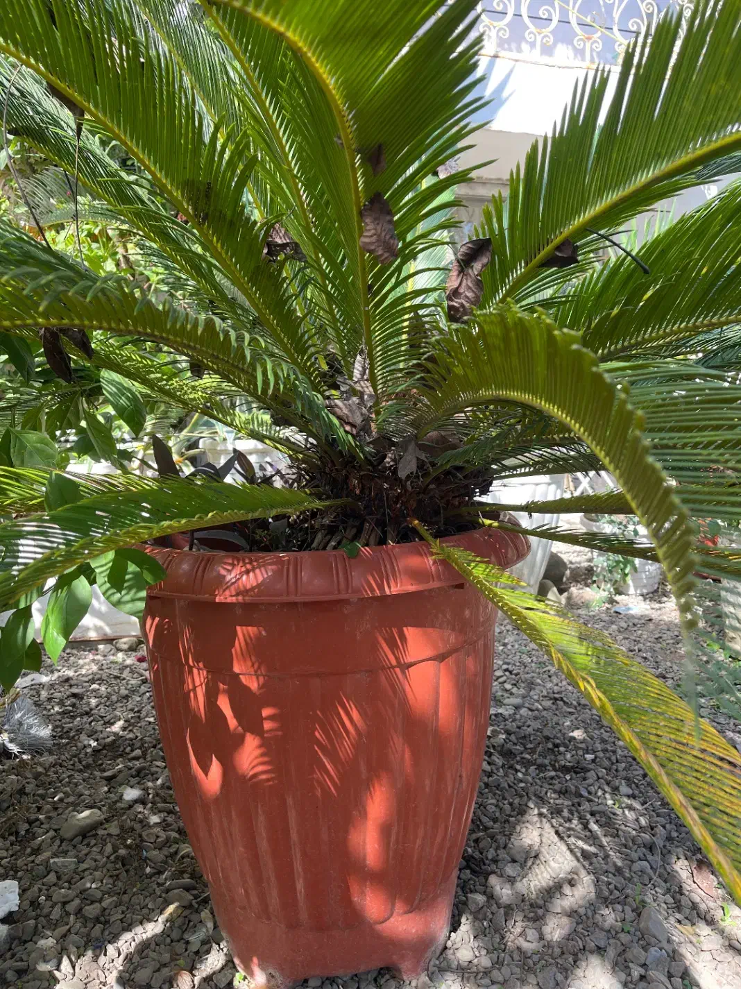 گل وگیاه|گل و گیاه طبیعی|گوراب زرمیخ, |دیوار