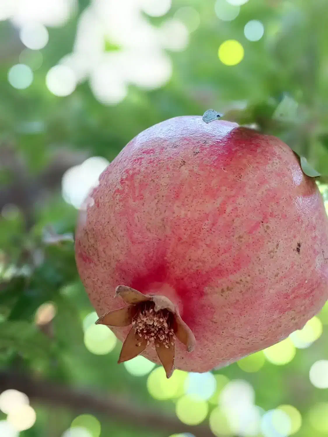 انار عقدا|خوردنی و آشامیدنی|عقدا, |دیوار