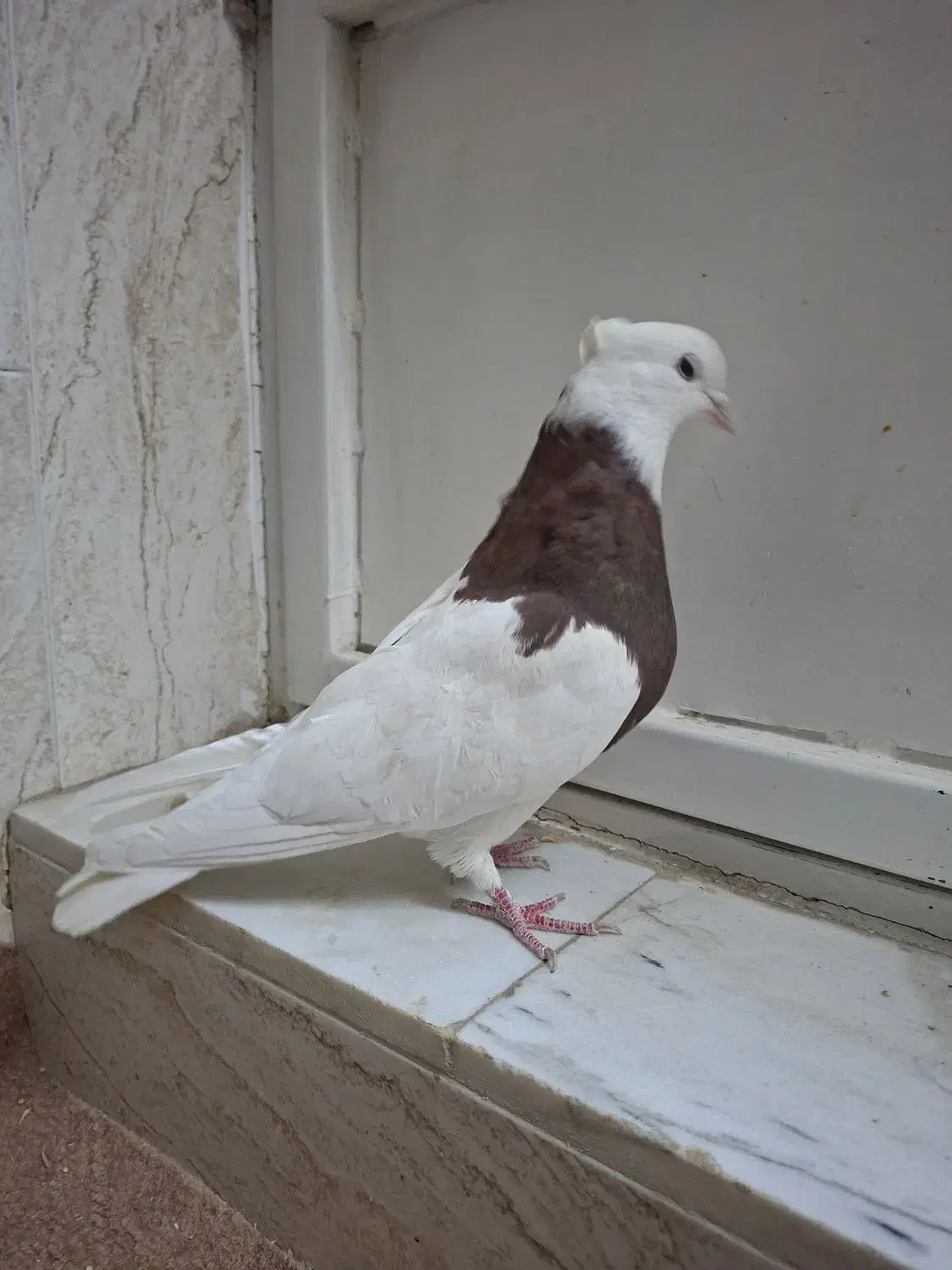 کبوتر طوقی|پرنده|برخوار, |دیوار