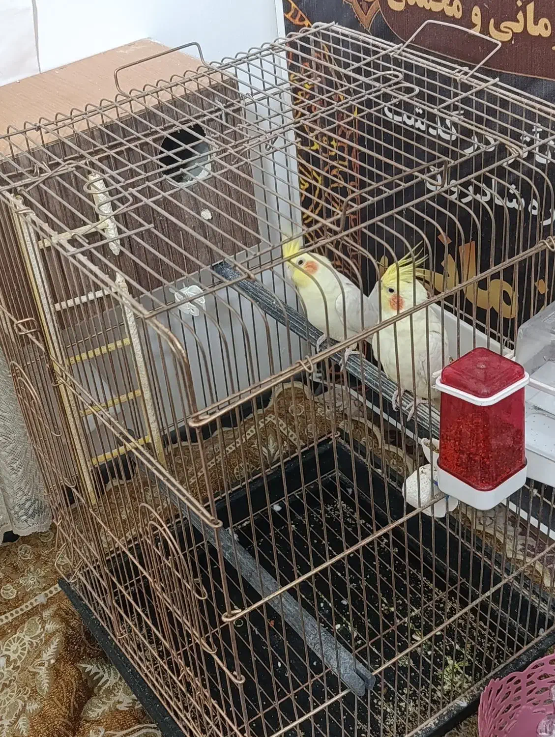 یک جفت عروس سالم با قفس ولوازم|پرنده|پیشوا, |دیوار