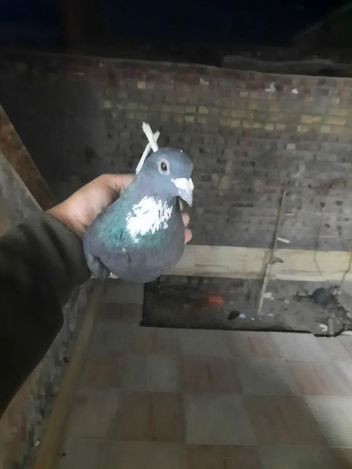 لایه دمسفید|پرنده|کرمان, |دیوار