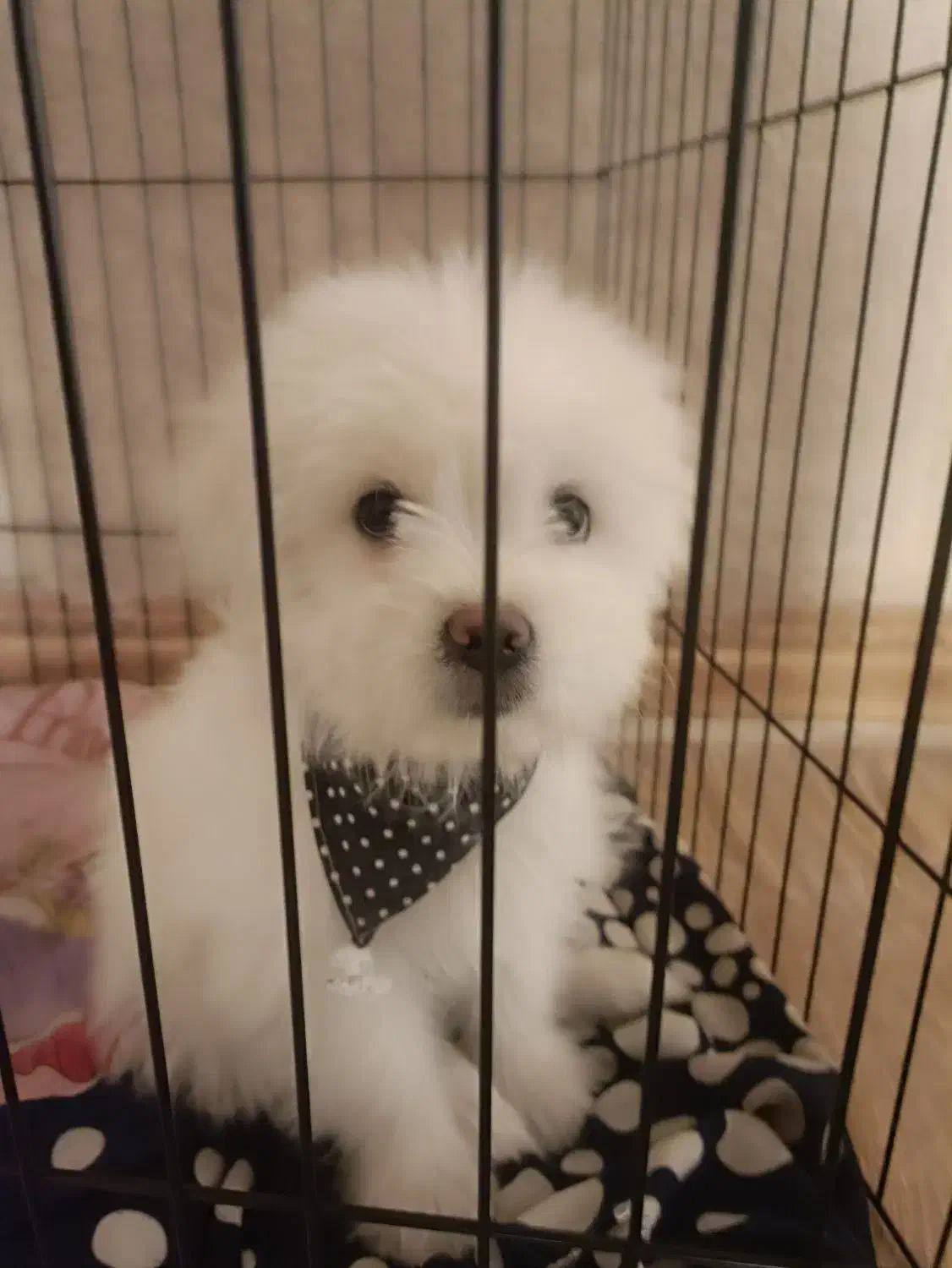 سگ پاپی ریز آپارتمانی فروشی|سگ|نجف‌آباد, امیرآباد|دیوار