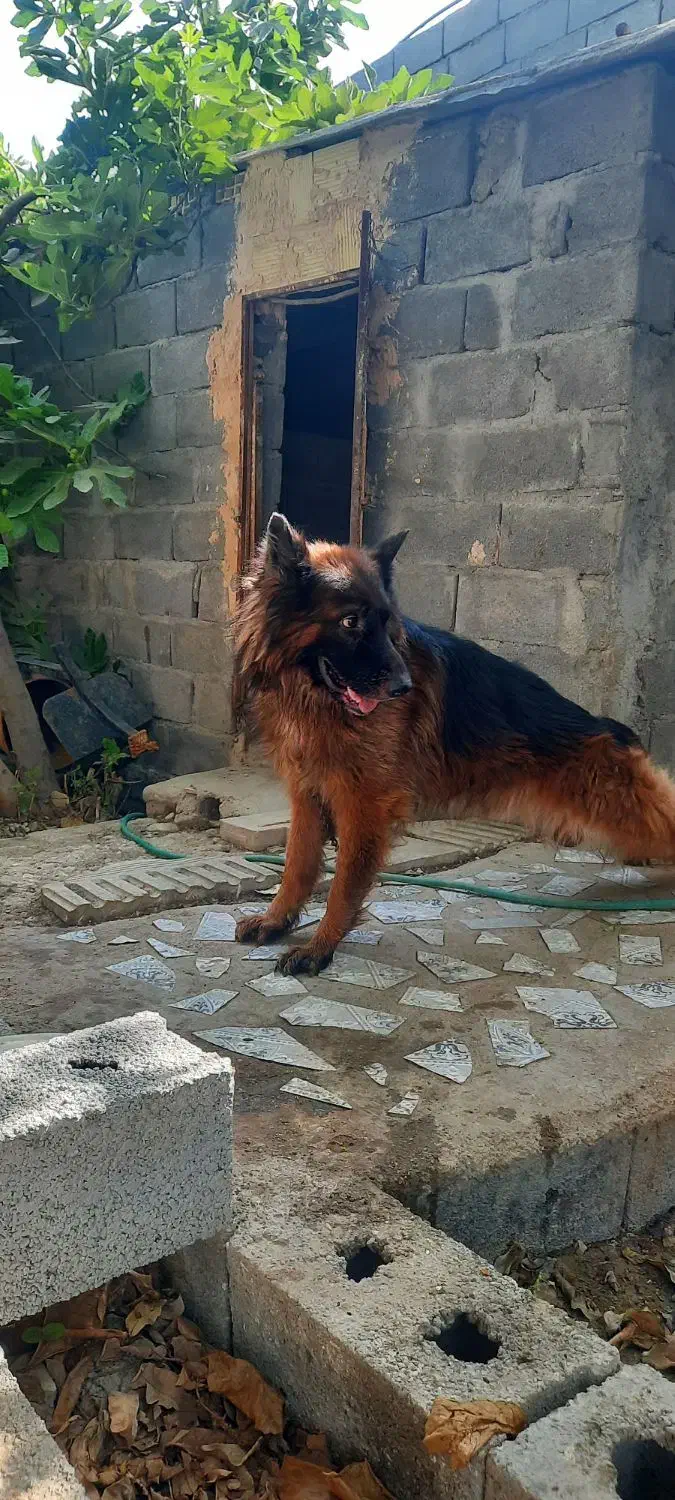 واگذاری دو قلاده سگ نژاد چاو چاو  ژرمن شولاین|سگ|بندرعباس, |دیوار