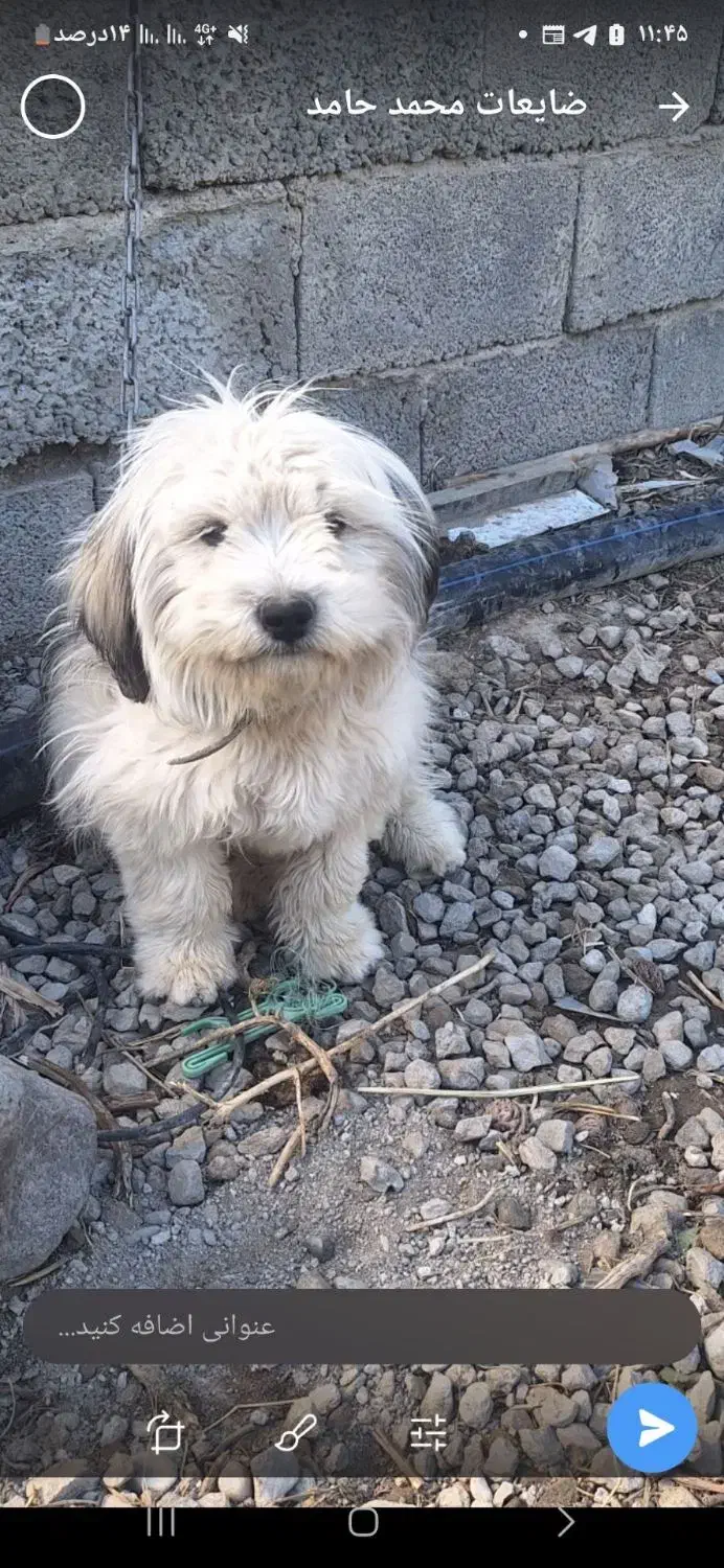 سگ تریر ۱ساله نر|سگ|باسمنج, |دیوار