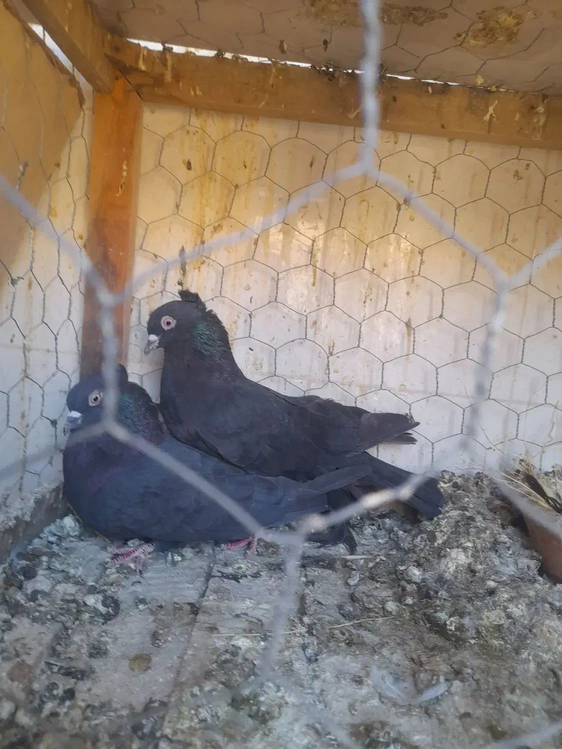 دوتا نر قلدر پرش بالا با قفس جفت کن|پرنده|دره شهر, |دیوار